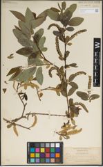 Foto von Salix laevigata Bebb